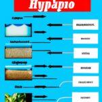 Los diferentes tipos de hidroponía: una guía completa.