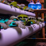 Descubre los mejores lugares para hacer un cultivo hidropónico