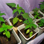 Guía completa: Cómo cultivar plantas hidropónicas sin tierra en casa.