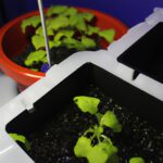 Descubre las plantas más rápidas en crecimiento para cultivar en hidroponía.