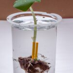 ¿Por qué mi planta en agua no crece? Descubre las posibles causas y soluciones