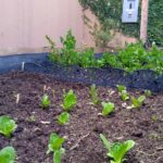 ¿Qué plantar en tu huerta? Ideas y consejos para cultivar tus propias verduras y hortalizas