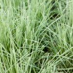 Descubre los beneficios y propiedades de la hierba una de gato para tu huerto