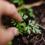 Aprende cómo sembrar cilantro paso a paso como un experto