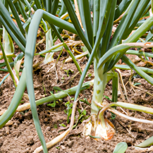 Plantar Cebolla En Tu Huerto: Todo Lo Que Debes Saber