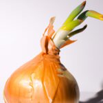 Cebolla: El Cultivo Perfecto Para Principiantes En Jardinería