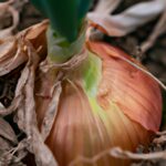 Consejos Expertos Para Plantar Cebolla En Climas Fríos