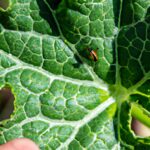 Control De Plagas En El Cultivo De Calabacín: Opciones Naturales Y Orgánicas