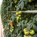 Tomates En Invernadero: Cómo Controlar La Temperatura Y Humedad Para Un Desarrollo óptimo