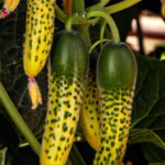 Pepinos En Hidroponía: Ventajas Y Consejos Para Un Cultivo Sin Suelo
