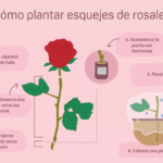 Consejos y técnicas para plantar esquejes de rosales