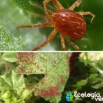 Control efectivo de la arañuela roja en plantas: consejos y técnicas