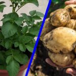 Cosecha de Patatas: Consejos y Fechas clave