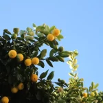 Crianza de limoneros: potencia su crecimiento con posos de café