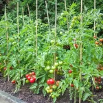 Cultiva tomateras con éxito: Guía completa de trasplante