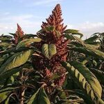 Cultiva y cuida el amaranto: una planta nutritiva y versátil