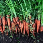 Cultiva zanahorias en el momento adecuado