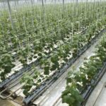 Cultivo hidropónico: una opción laboral en agricultura