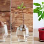 Descubre cómo cultivar y cuidar tu propia planta de aguacate en casa