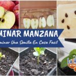 Descubre cómo plantar semillas de manzana de manera efectiva y exitosa