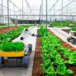 Descubre el futuro de la agricultura con Huertos Hidropónicos