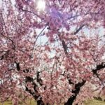 Descubre la belleza de la floración del almendro