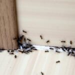 Eliminar insectos en casa: guía práctica y eficaz