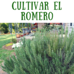Guía completa para cultivar y cuidar plantas de romero en tu jardín